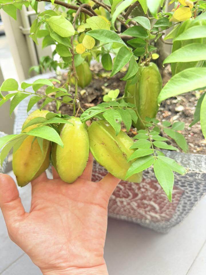 Hoa trái từng chùm và quang cảnh tuyệt đẹp trong khu vườn ở biệt thự 20 tỷ của nữ Chủ tịch Nhật Kim Anh - 3