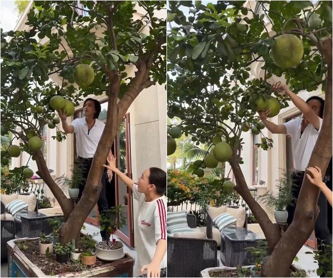 Nghệ sĩ Hoài Phương không ngần ngại trèo lên thành chậu cây để hái bưởi dưới sự hỗ trợ của bà xã Việt Hương. Cận cảnh gốc bưởi bon-sai dáng cổ thụ được trồng trang trọng ngay lối đi cạnh bàn trà ở vườn biệt thự.