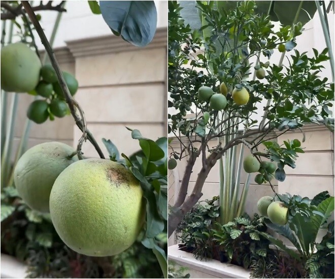 Góc vườn ngập tràn sắc xanh với những chùm bưởi trĩu nặng đan xen cùng các loại cây hoa, cây lá cảnh khác. Từng quả bưởi căng mọng, có kích thước đều tăm tắp cho thấy sự chăm chút kỹ lưỡng của vợ chồng nữ danh hài.