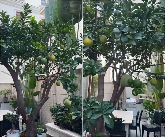 Một góc nhìn khác cho thấy sự bề thế của cây bưởi diễn bên cạnh không gian ngoài trời của gia đình. Phía sau là những cây chuối cảnh bản to tạo nên một tổng thể khu vườn nhiệt đới vừa hiện đại, vừa gần gũi với thiên nhiên.