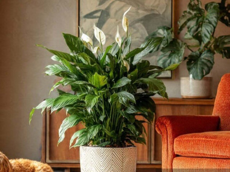 3 cây cảnh như bùa may mắn của nhà phố, càng râm mát càng phát triển rực rỡ, mang lại tài lộc, thịnh vượng