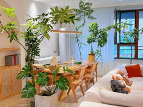 5 cây cảnh dễ sống cứ trồng là giàu, phòng khách nhà nào cũng nên có ít nhất 1 chậu