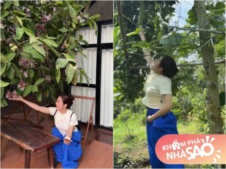 Khu vườn trĩu quả trong cơ ngơi 50.000m2 hàng chục tỷ của Vân Trang, mở cửa lều là thò tay vén mận