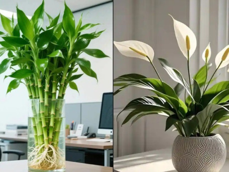 3 cặp cây phong thủy nên đặt cùng nhau để tạo nên thế 'song hỷ'