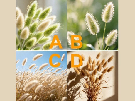 Trắc nghiệm: Bạn đời hay con cái là người yêu thương bạn nhất khi về già? Chọn một bó cỏ là rõ ngay