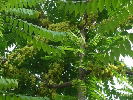 Quả mọc hoang xưa cho không ai ăn nay thành đặc sản giá 180.000 đồng/kg, trồng một cây vừa có bóng mát vừa thu hoạch nhiều năm