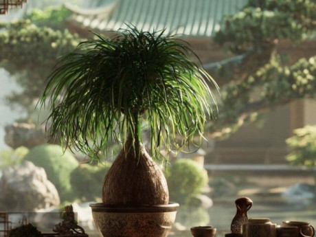 3 cây cảnh bụng to giữ lộc tích tài, trồng trong nhà như ôm hũ vàng, tiền vào nhiều ra ít, vừa đẹp vừa dễ chăm