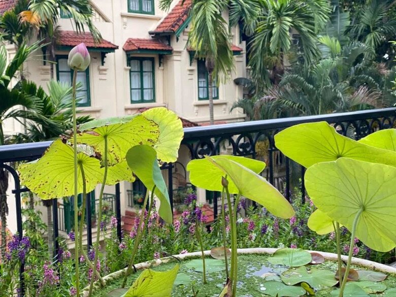 Sự đan cài khéo léo giữa các tầng cây lá tạo nên một hệ sinh thái ban công phong phú, tự nhiên và mát mắt. Giữa một thành phố nhộn nhịp, việc sở hữu một ốc đảo ngập tràn hương hoa thế này là niềm mơ ước của rất nhiều người.