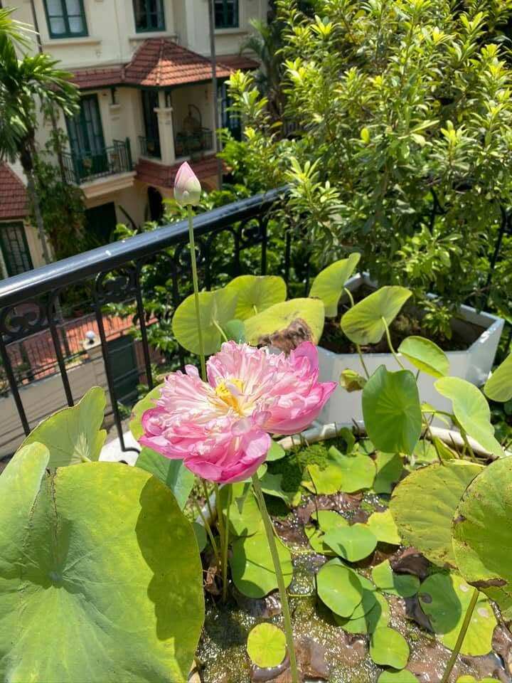 Mỗi bông hoa trong vườn đều là thành quả từ sự tỉ mỉ của nàng hậu. Người ta thấy một Nguyễn Thị Huyền chăm chút theo dõi từng giai đoạn phát triển của hoa, từ lúc cánh hoa còn e ấp ngậm sương đêm cho đến lúc nở bung xòe phô diễn trọn vẹn lớp nhụy vàng óng ả.