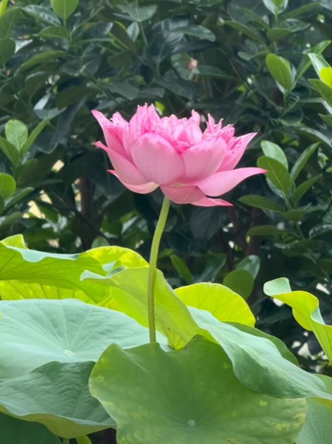 Hoa hậu Nguyễn Thị Huyền đích thị là amp;#34;tay chơi senamp;#34; đáng nể: Nhiều giống hoa quý đua nhau bung nở trên tầng cao - 2