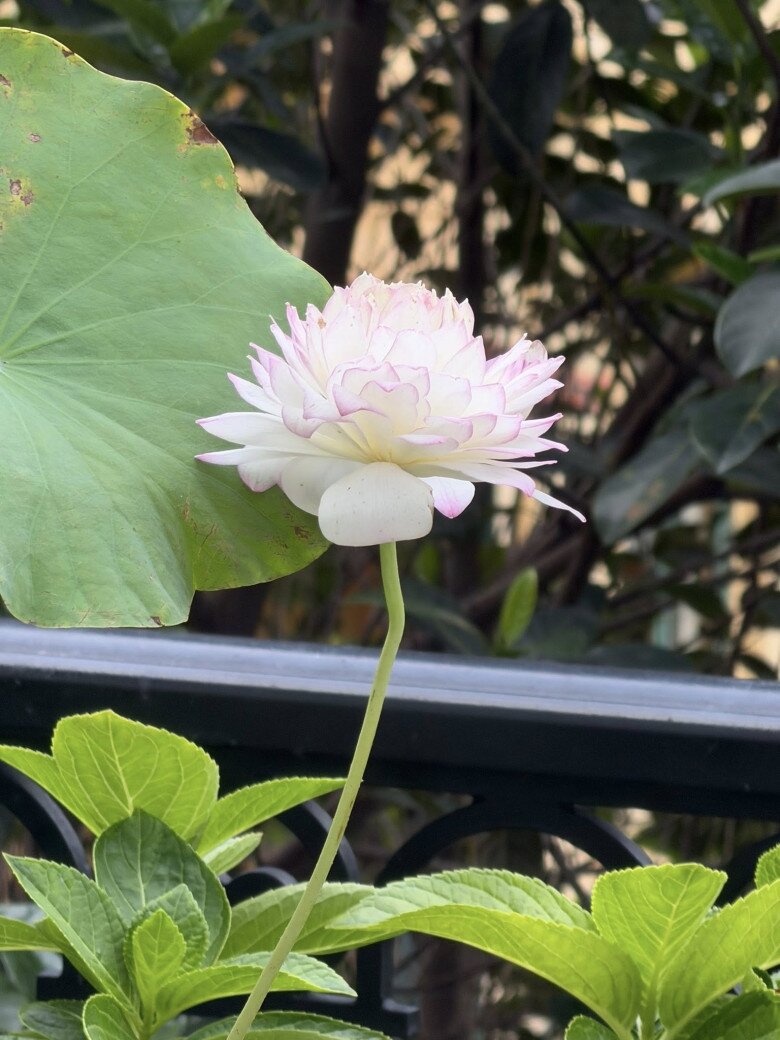 Hoa hậu Nguyễn Thị Huyền đích thị là amp;#34;tay chơi senamp;#34; đáng nể: Nhiều giống hoa quý đua nhau bung nở trên tầng cao - 4