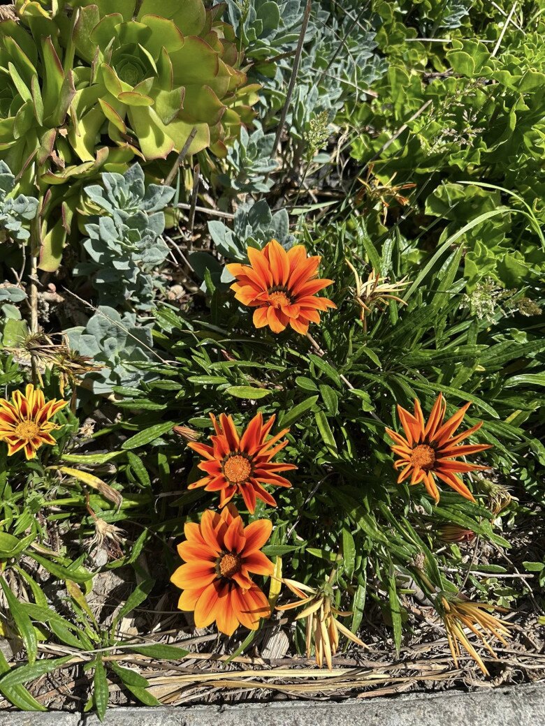 Khu vực thảm cỏ được tô điểm bởi những bông hoa cúc Gazania với sắc cam rực cháy và nhụy hoa sẫm màu đầy ấn tượng. Bên cạnh là những khóm cây sen đá phát triển khỏe mạnh, cho thấy sự đa dạng về chủng loại thực vật trong cơ ngơi của nữ ca sĩ tại xứ sở cờ hoa.
