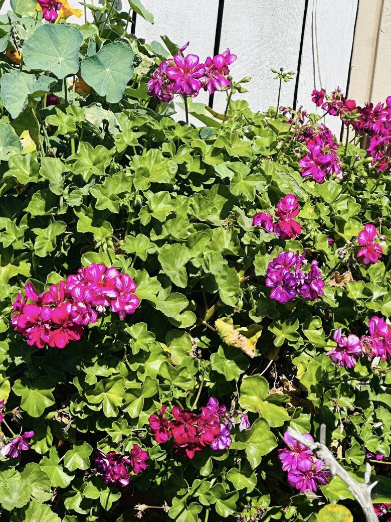Những nhánh hoa được trồng men theo hàng rào gỗ trắng với gam hồng fuchsia nổi bật, không chỉ làm tăng vẻ duyên dáng cho ngôi nhà mà còn thể hiện gu thẩm mỹ tinh tế của chủ nhân.