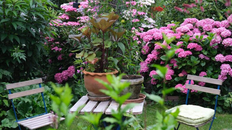 Góc trà chiều bình yên với bộ bàn ghế gỗ mộc mạc, được ôm trọn bởi những bụi hoa cẩm tú cầu màu hồng rực rỡ. Đây chắc chắn là nơi lý tưởng để ông bà ngồi nghỉ ngơi, ngắm nhìn thành quả sau giờ chăm vườn.