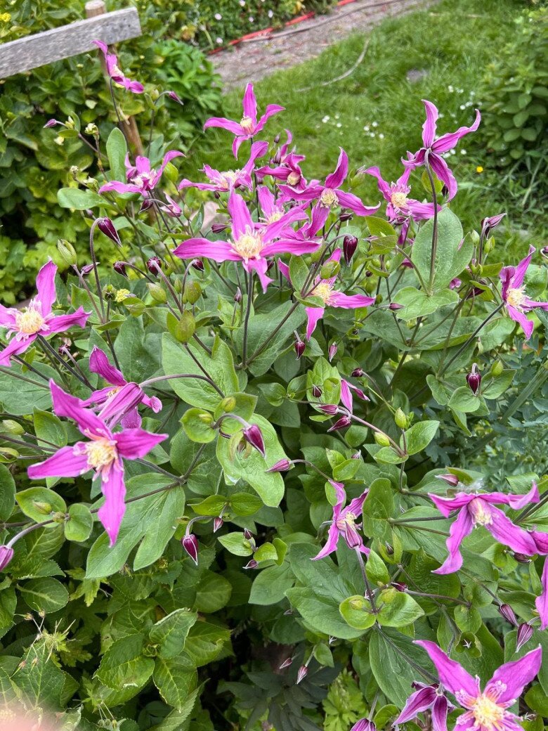 Những bông hoa ông lão (Clematis) cánh mềm màu tím hồng uốn lượn duyên dáng giữa những nụ hoa chớm nở. Loài hoa leo này rất được ưa chuộng tại châu Âu nhờ vẻ đẹp thanh tao và khả năng nở hoa bền bỉ.