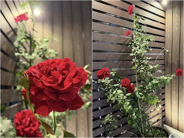 Cận cảnh bụi hồng rực rỡ dưới ánh đèn, phô diễn trọn vẹn những đóa hoa bản to đang độ nở rộ vô cùng viên mãn.