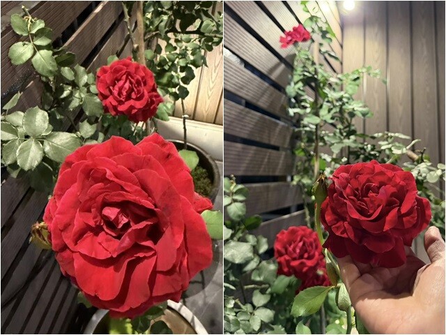 Sự tương phản đầy nghệ thuật giữa nụ hồng e ấp và dáng cây vươn cao mạnh mẽ, vững chãi. Dưới ánh đèn vàng ấm áp chiếu rọi từ trên cao, từng chiếc lá xanh thẫm và cánh hoa như được khoác lên lớp áo huyền ảo, lung linh.
