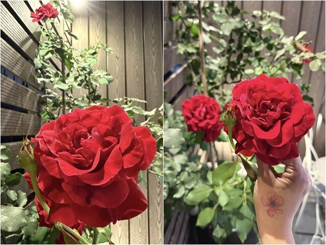 Bông hoa phom dày dặn với sắc đỏ nhung quý phái được nâng niu nhẹ nhàng trên đôi bàn tay của nữ chủ nhân xinh đẹp.