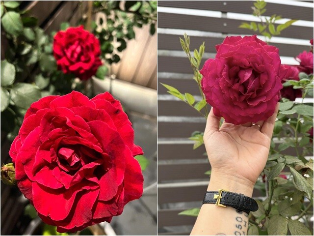 Sự đối lập thú vị giữa nét lãng mạn khi bóng tối bao trùm và vẻ đẹp tràn đầy sức sống vào ban ngày. Từng tầng cánh hoa xếp chồng lên nhau một cách hoàn hảo, chứng minh cho bàn tay chăm sóc vô cùng chuyên nghiệp, tài hoa của ông xã nữ MC.
