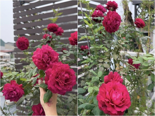 Những gam màu trung tính của nội thất xung quanh càng làm tôn lên sắc đỏ kiêu sa của những khóm hoa hồng đang vươn mình đón nắng mai.