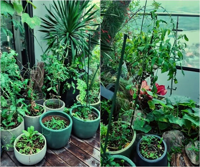 Một góc ban công ban ngày được xếp san sát các chậu cây gốm đủ kích cỡ, từ rau cải xoăn, các loại cây gia vị cho đến cà chua. Sự sắp đặt có phần ngẫu hứng, không thẳng hàng lối của nữ ca sĩ tạo nên một thảm thực vật sinh động, đậm chất tự nhiên.