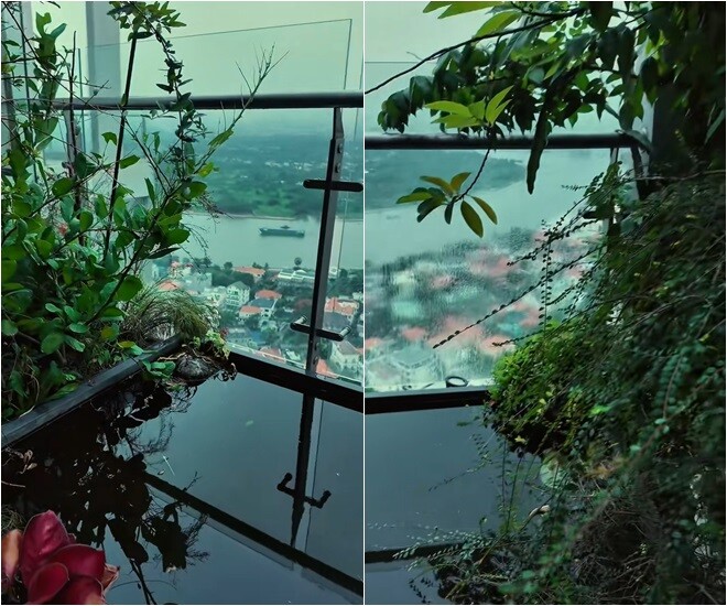 Để hái được những chùm quả chín bói nằm sát lan can bảo vệ, nữ ca sĩ không ngần ngại... đi thăng bằng trên thành bể cá, đứng dáng yoga và liên tục xuống tấn.