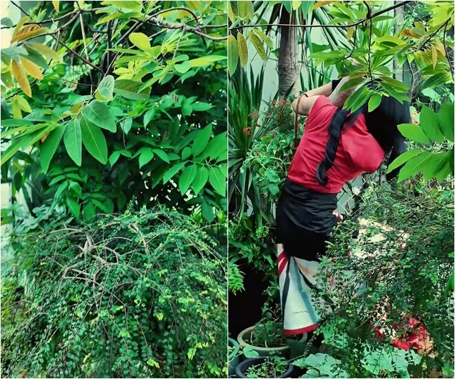 Nữ ca sĩ len lỏi sâu vào những tán cây rậm rạp được trồng đan xen trên sân thượng căn penthouse. Để chăm sóc và thu hoạch được cây trái tại khu vườn nhiều ngóc ngách này, chủ nhân thường xuyên phải thực hiện các động tác khom người, cúi gập.