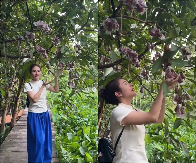 Khu vườn trĩu quả trong cơ ngơi 50.000m2 hàng chục tỷ của Vân Trang, mở cửa lều là thò tay vén mận - 10
