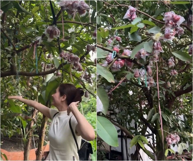 Nữ diễn viên khoái chí khi vào mùa mận. Từng chùm mận hồng đào được bao bọc kỹ lưỡng để tránh côn trùng, đảm bảo chất lượng trái sạch nhất.