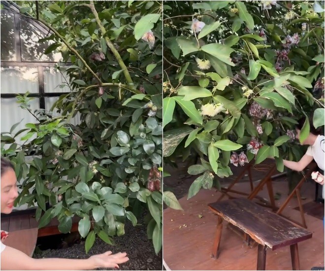Người đẹp thưởng thức hương vị ngọt lịm của những trái mận vừa hái ngay tại gốc cây. Đây chính là trải nghiệm mở cửa lều là thò tay vén mận mà người đẹp Tiền Giang vô cùng tâm đắc.