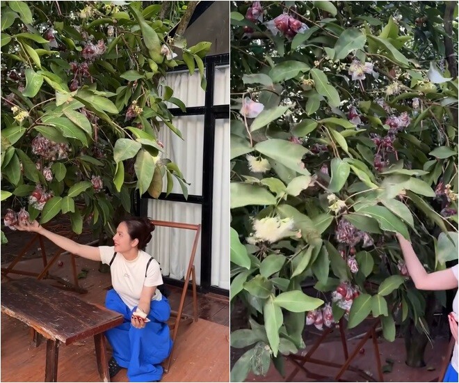 Khu vườn trĩu quả trong cơ ngơi 50.000m2 hàng chục tỷ của Vân Trang, mở cửa lều là thò tay vén mận - 14