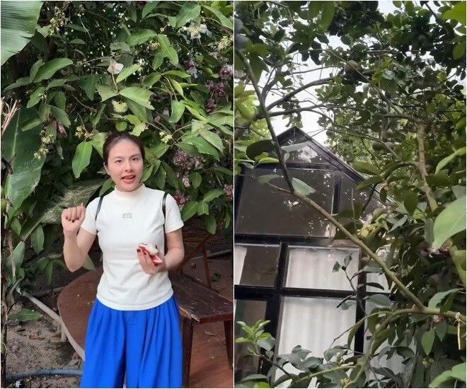 Cô cho bố trí những chiếc bàn trà ngay dưới gốc mận, vừa thưởng trà vừa hái trái xuống ăn. Ai đến đây cũng có thể hái quả dọc đường.