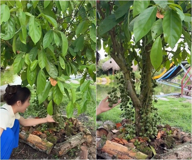 Dâu da đất kết thành từng chùm dày đặc từ gốc đến ngọn khiến người xem không khỏi trầm trồ. Sự tươi tốt của vườn cây cho thấy tâm huyết và công sức chăm chút tỉ mỉ của gia đình nữ chủ nhân.