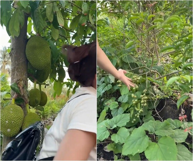 Những trái mít to tròn treo lủng lẳng dọc lối đi, tạo nên một bức tranh làng quê trù phú. Bên cạnh đó còn có cây hồng quân sắp vào mùa thu hoạch, sẵn sàng phục vụ nhu cầu của cả nhà.