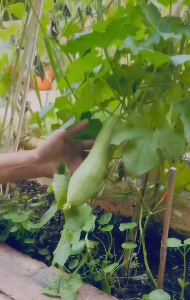 Khu vườn còn có một giàn leo bằng tre, nứa rất mộc mạc, nâng đỡ cho những gốc mướp, gốc dưa phát triển. Nâng niu trên tay thành quả đầu mùa, nữ ca sĩ không giấu nổi sự phấn khích: Trái mướp đầu tiên trong vườn rau của em, cưng lắm cả nhà ơi.