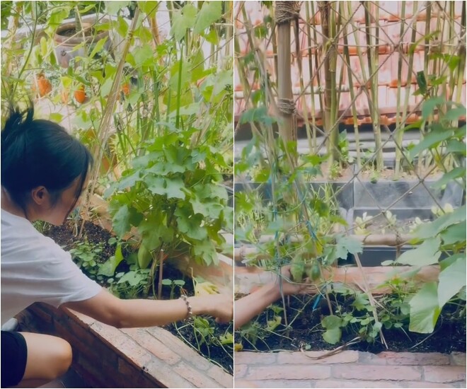 Sự xuất hiện của những vạt rau má xanh non xen lẫn trong các khay trồng không chỉ cung cấp nguồn thực phẩm sạch mà còn là cách nữ ca sĩ gửi gắm nỗi nhớ và niềm tự hào về cội nguồn.