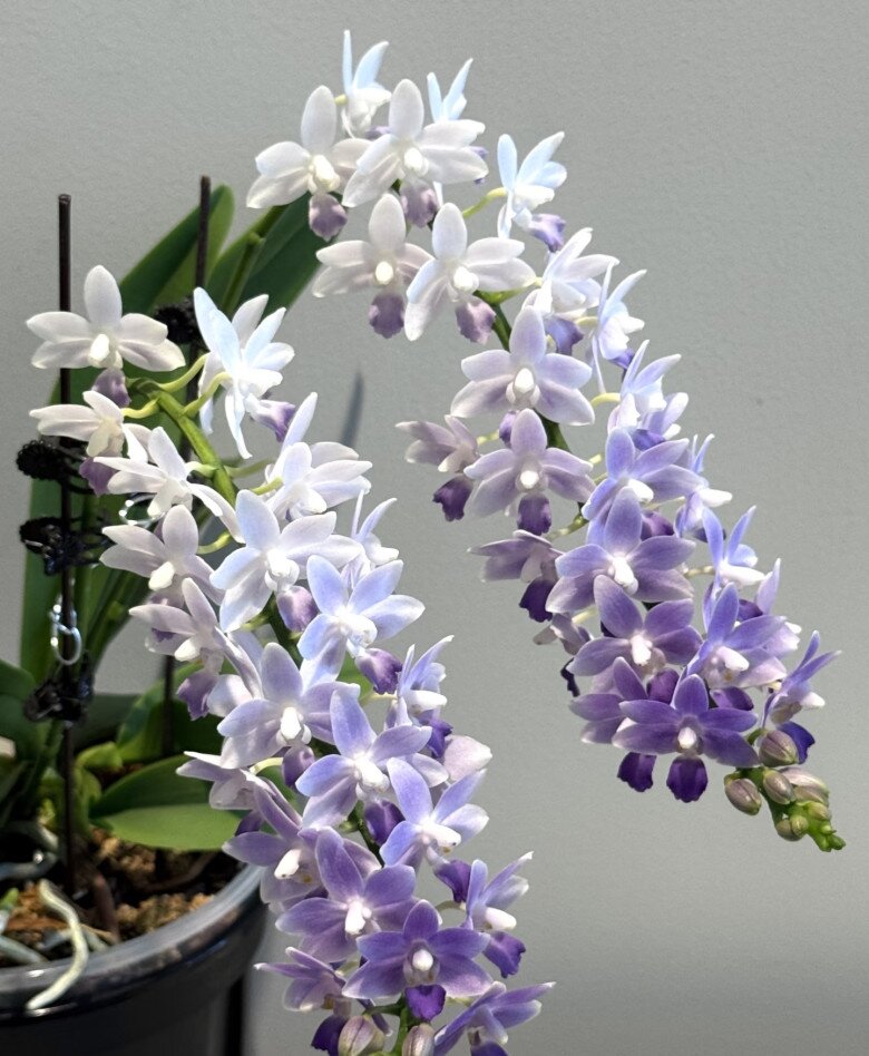 Lan hồ điệp tàn đừng vội bỏ, làm đúng 3 bước đơn giản này, hoa sẽ nở rực rỡ nhiều đợt trong năm - 4