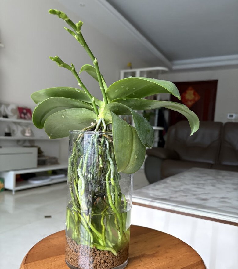 Lan hồ điệp tàn đừng vội bỏ, làm đúng 3 bước đơn giản này, hoa sẽ nở rực rỡ nhiều đợt trong năm - 2