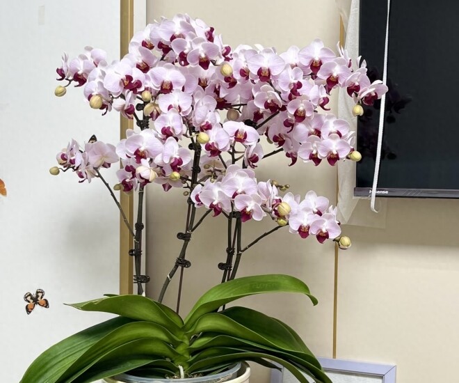 Lan hồ điệp tàn đừng vội bỏ, làm đúng 3 bước đơn giản này, hoa sẽ nở rực rỡ nhiều đợt trong năm - 1