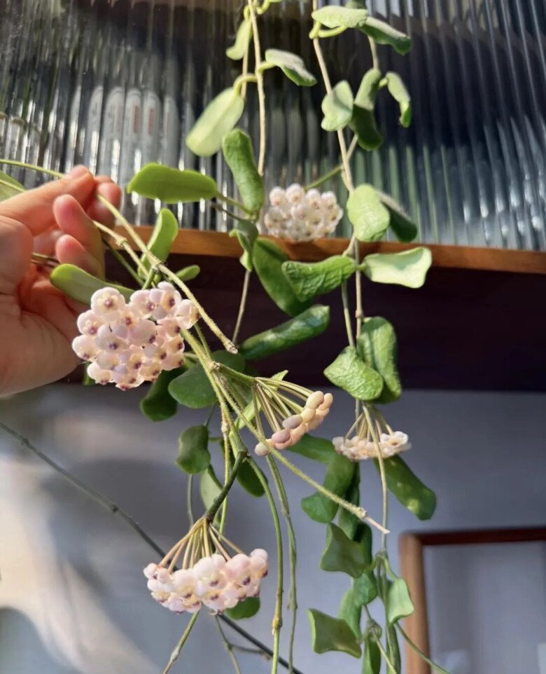 Loài hoa đẹp tựa ngọc quý, thơm chẳng kém dành dành, nở quanh năm không biết mệt, trồng một chậu nhà như được ướp hương - 5