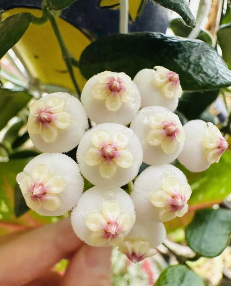 Loài hoa đẹp tựa ngọc quý, thơm chẳng kém dành dành, nở quanh năm không biết mệt, trồng một chậu nhà như được ướp hương - 6