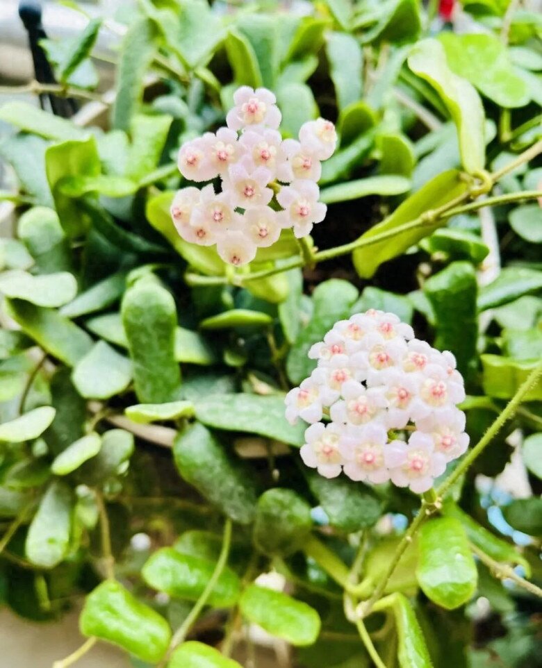 Loài hoa đẹp tựa ngọc quý, thơm chẳng kém dành dành, nở quanh năm không biết mệt, trồng một chậu nhà như được ướp hương - 7