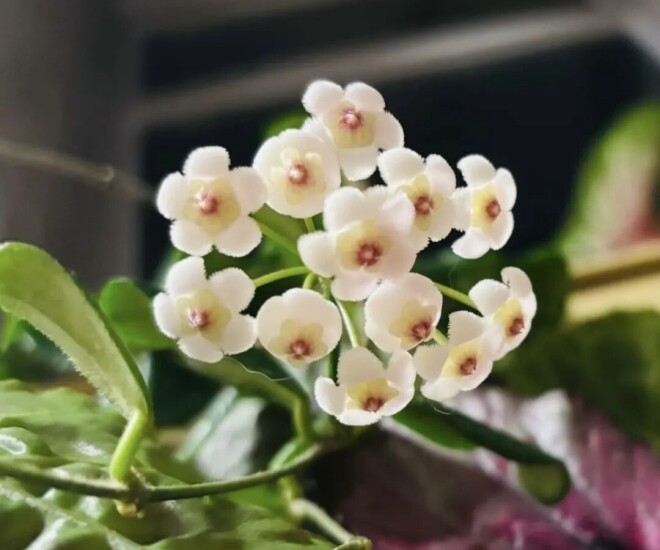 Loài hoa đẹp tựa ngọc quý, thơm chẳng kém dành dành, nở quanh năm không biết mệt, trồng một chậu nhà như được ướp hương - 1