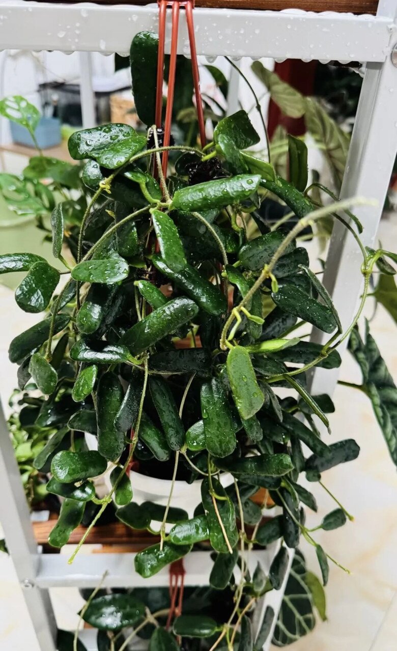 Lá của cây cẩm cù lá vuông.