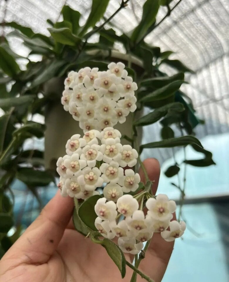 Loài hoa đẹp tựa ngọc quý, thơm chẳng kém dành dành, nở quanh năm không biết mệt, trồng một chậu nhà như được ướp hương - 4
