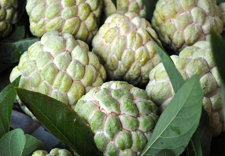 Loại quả đặc sản chỉ có ở Lạng Sơn, giá 110.000 đồng/kg, trồng một cây gia đình thuận buồm xuôi gió, thu hoạch quả suốt 20 năm - 1