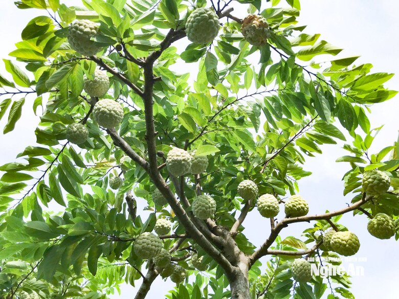 Loại quả đặc sản chỉ có ở Lạng Sơn, giá 110.000 đồng/kg, trồng một cây gia đình thuận buồm xuôi gió, thu hoạch quả suốt 20 năm - 3