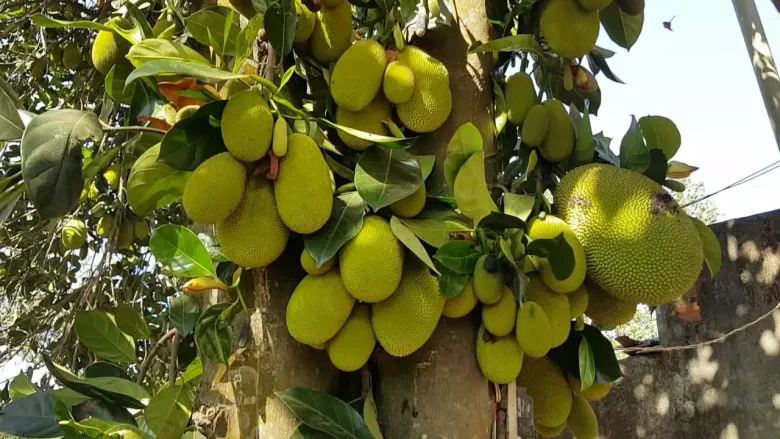 Loại quả đặc sản có ở Đồng Nai giá 55.000 đồng/kg, trồng sau nhà giúp hút lộc, thu hoạch quả suốt 30 năm - 5