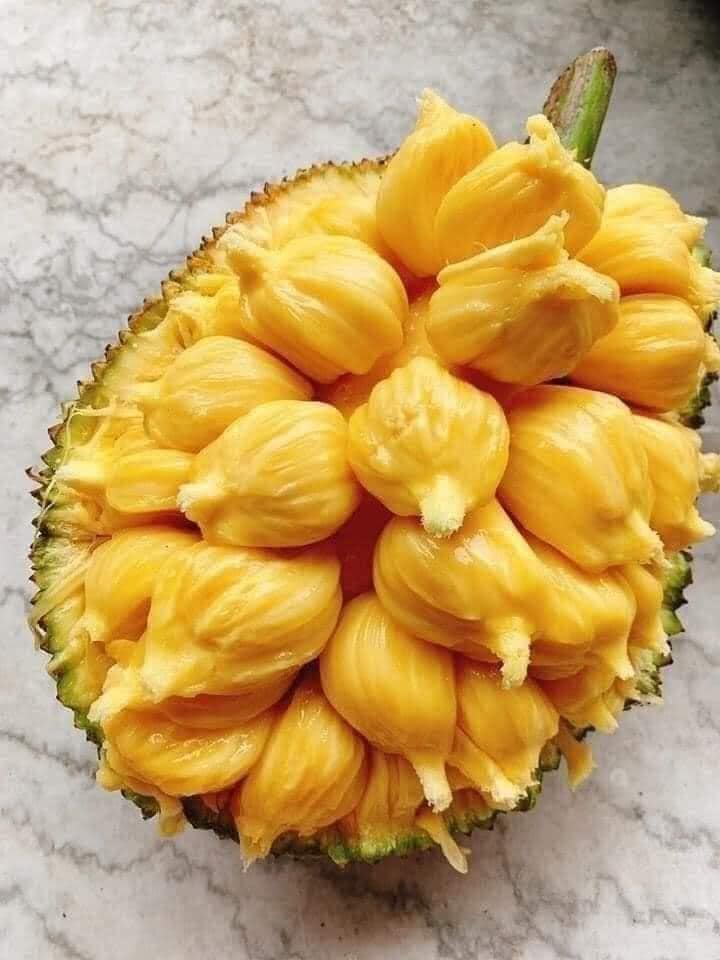 Loại quả đặc sản có ở Đồng Nai giá 55.000 đồng/kg, trồng sau nhà giúp hút lộc, thu hoạch quả suốt 30 năm - 3