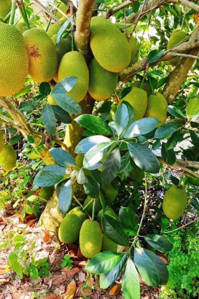 Loại quả đặc sản có ở Đồng Nai giá 55.000 đồng/kg, trồng sau nhà giúp hút lộc, thu hoạch quả suốt 30 năm - 4